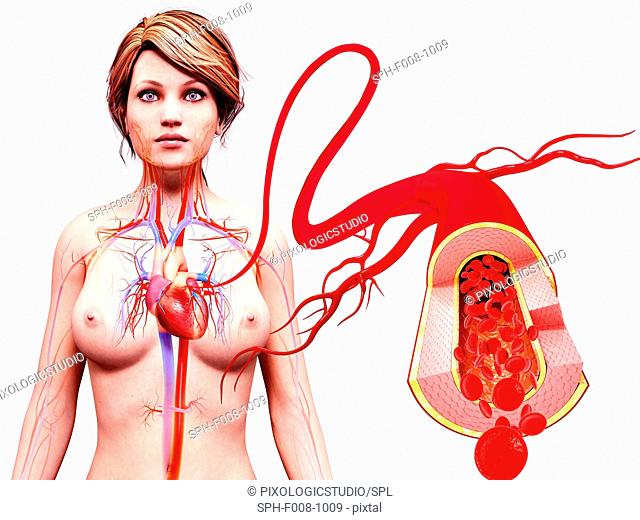 Female cardiovascular system, computer artwork