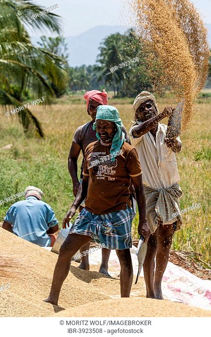 Indian farmers threshing rice, Uttamapalaiyam, Tamil Nadu, India