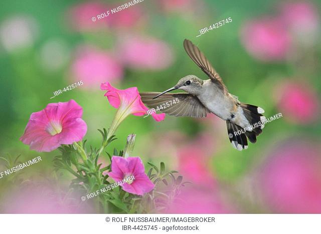 Ruby-throated Hummingbird (Archilochus colubris), female in flight feeding on Petunia flowers, Hill Country, Texas, USA