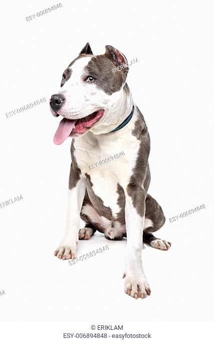 American Stafford with cropped ears in front of a white background