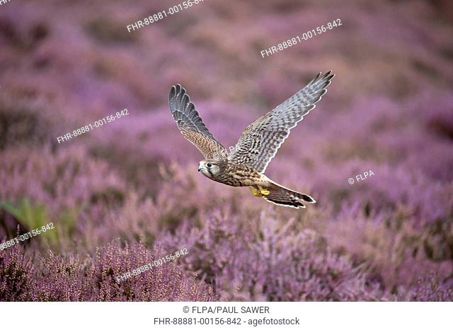 Common Kestrel (Falco tinnunculus) immature, flying over flowering heather, Suffolk, England, August, controlled subject