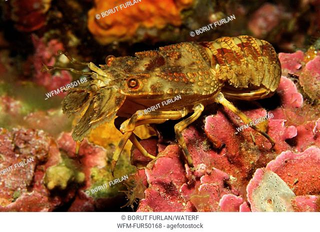 Lesser Locust Lobster, Scyllarus arctus, Triscavac Cape, Susac Island, Adriatic Sea, Croatia