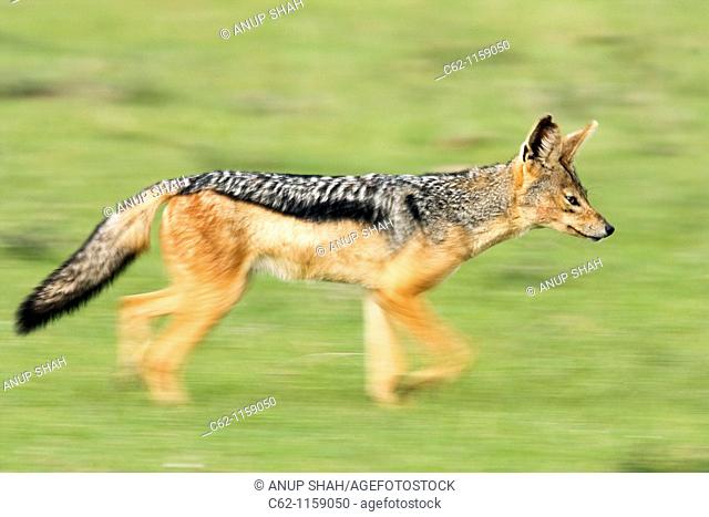 Black backed jackal (Canis mesomelas) running -panned effect-, Maasai Mara National Reserve, Kenya