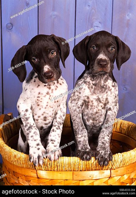 German Shorthaired Pointers, AKC, 8-week-old puppies photographed at Randi's studio and owned by Pamela Stillman of Eagle River, Alaska