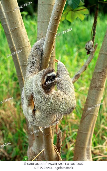 Brown-throated sloth (Bradypus variegatus), Corcovado National Park, Costa Rica