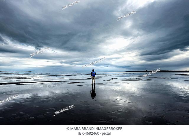Lonely hiker on the beach, dramatic clouds, reflection, Cape Stokksnes, Hornvik Bay, Austurland, Iceland