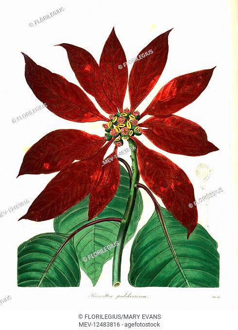 Christmas star or poinsettia, Euphorbia pulcherrima (Most beautiful poinsettia, Poinsettia pulcherrima). Handcoloured copperplate engraving after a botanical...