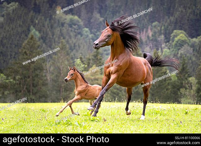 Purebred Arabian Horse. Bay mare with bay foal galloping on a pasture. Austria