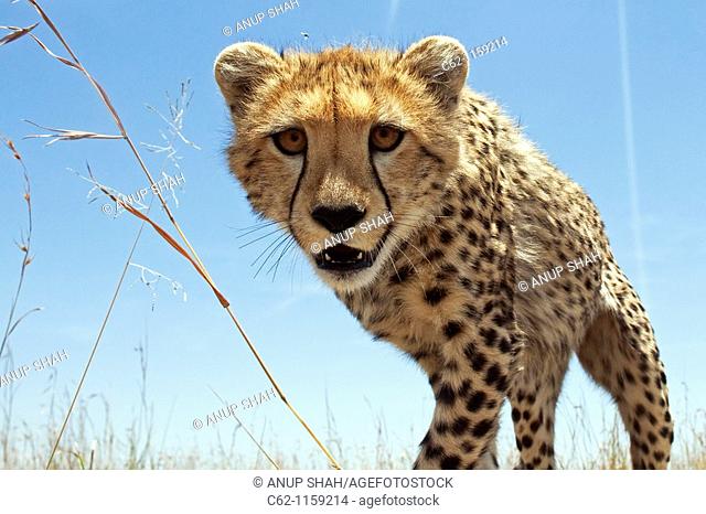 Cheetah (Acinonyx jubatus) adolescent peering curiously -wide angle perspective-, Maasai Mara National Reserve, Kenya
