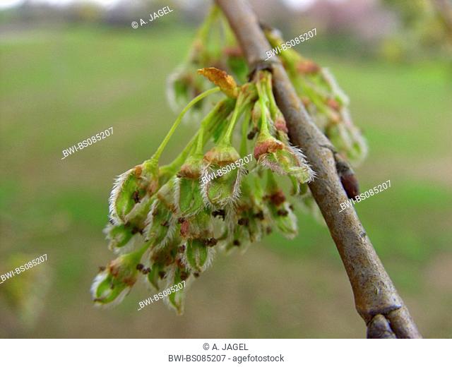 American elm (Ulmus americana), young fruits