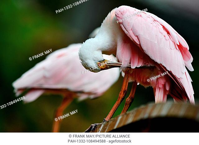Roseate Spoonbill, Germany, city of Walsrode, 30.August 2018. Photo: Frank May | usage worldwide. - Walsrode/Niedersachsen/Germany
