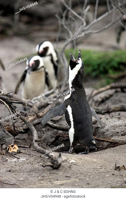 Jackass Penguin, Spheniscus demersus, Betty's Bay, South Africa, Africa, adult male calling