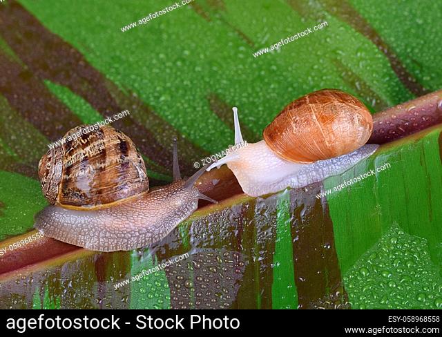 An albino garden snail, and a normal pigmented snail, Cornu aspersum, on a variegated red banana leaf