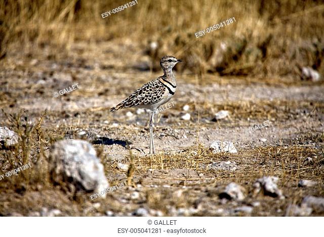 double banded courser in etosha national park