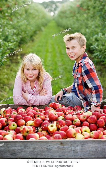 Children harvesting apples