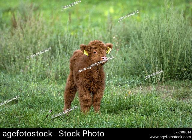 Scottish Highland Cattle, Highland Cattle or Kyloe (Bos primigenius f. taurus), young animal, calf on a pasture, Hesse, Germany, Europe
