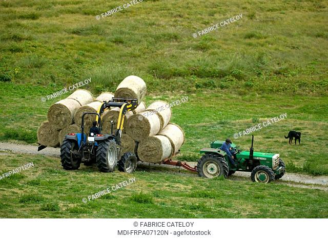 Collecting of hayricks in August in Queyras