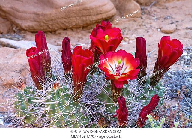Hedgehog / Claret Cup Cactus Arizona, USA