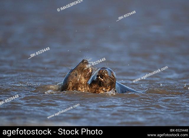 Grey (Halichoerus grypus) seal two adult animals in the surf of the sea, Lincolnshire, England, United Kingdom, Europe