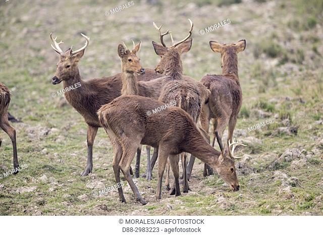 India, State of Assam, Kaziranga National Park, Swamp deer (Cervus duvaucelii ranjitsinghii ou Rucervus duvaucelii ranjitsinghii)