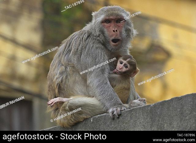 DHAKA, BANGLADESH - AUGUST 12: Japanese macaques are seen on the fences of the houses and streets of Gandaria neighborhood looking for tourist to receive food...