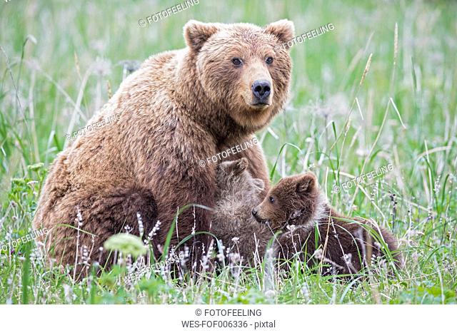 USA, Alaska, Lake Clark National Park and Preserve, Brown bear and bear cubs (Ursus arctos), lactating