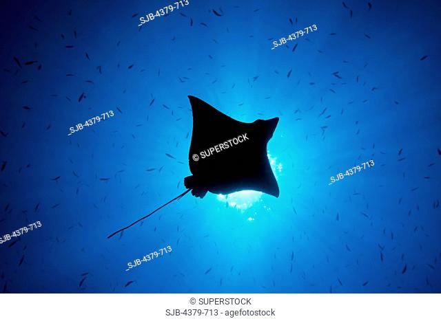 The silhouette of a spotted eagle ray Aetobatus narinari, swimming through a school of fishes, seen from below, Felidhu Atoll, Maldives