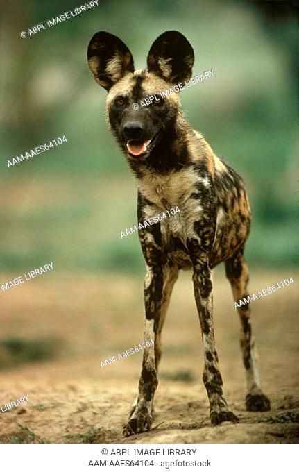 African Wild Dog AKA Cape Hunting Dog (Lycaon pictus) Wankie N P, Zimbabwe