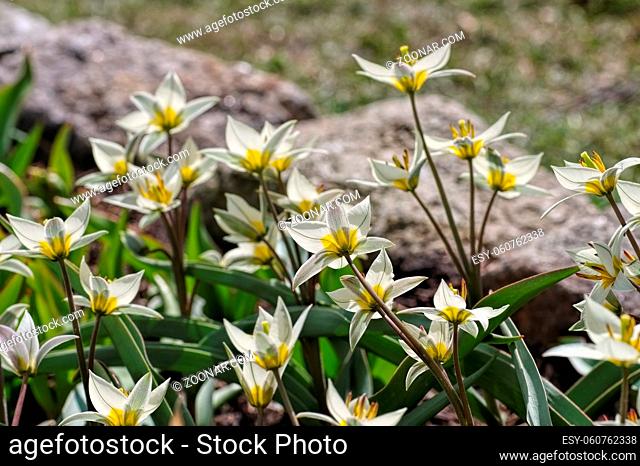 Wildtulpe Tulipa turkestanica - wild tulip is called Tulipa turkestanica