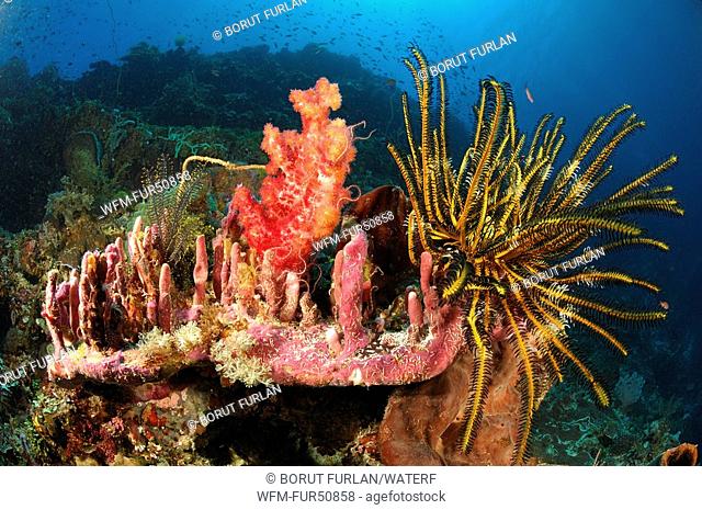 Crinoid on reef, Comantheria briareus, Alor, Lesser Sunda Islands, Indo-Pacific, Indonesia