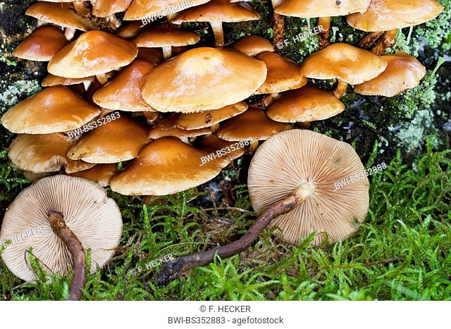 Sheathed woodtuft, Scalycap (Kuehneromyces mutabilis, Galerina mutabilis, Pholiota mutabilis), on deadwood, Germany