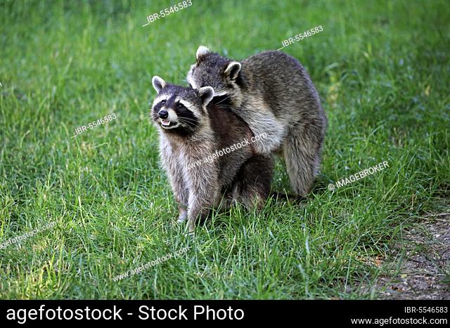 North American Raccoons (Procyon lotor), Germany, Europe
