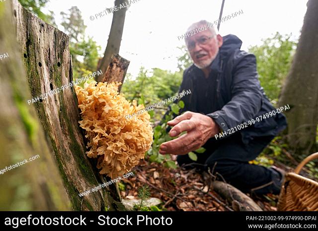 PRODUCTION - 27 September 2022, Rhineland-Palatinate, Vallendar: Mushroom expert Helmut Kolar has found a mushroom, a curly hen