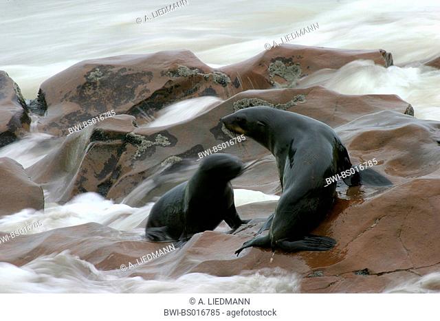 South African fur seal, Cape fur seal (Arctocephalus pusillus pusillus, Arctocephalus pusillus), two individuals, lying on rock in the surge, Namibia