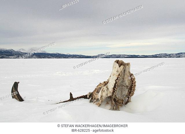Deer skull on a frozen lake, Lake Laberge, Yukon Territory, Canada