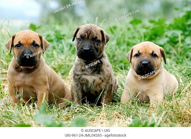 Dogo canario (also known as Presa Canario), breed originating in the Canary Islands as guard and cattle dog, a gentle giant, protective, alert