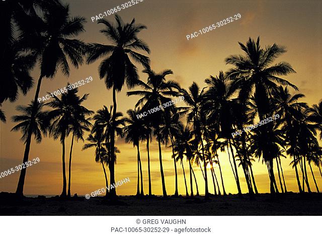 Hawaii BigIsle, palm trees @ sunset, Puuhonua O Honaunau D1591