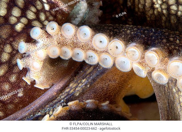 Veined Octopus Amphioctopus marginatus adult, close-up of tentacles and suckers, Lembeh Straits, Sulawesi, Sunda Islands, Indonesia