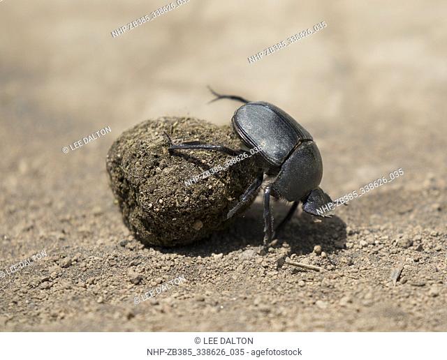 Dung Beetle (Kheper aegyptiorum) rolling dung, Ndutu, Ngorongoro Conservation Area, southern Serengeti, Tanzania