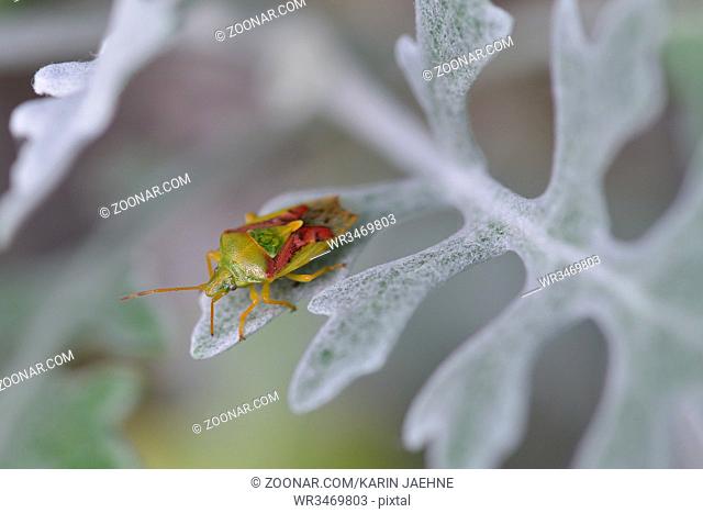 Bunte Blattwanze (Elasmostethus interstinctus) auf einem Blatt. A birch shieldbug (Elasmostethus interstinctus) on a leaf