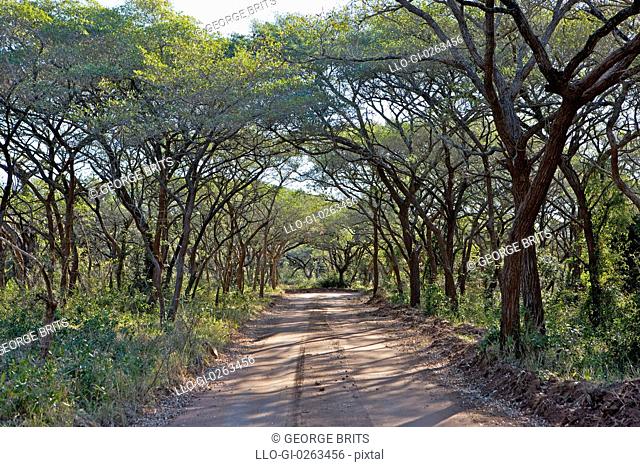 Sandy track disappears into trees, Ndumo Game Reserve, KwaZulu Natal Province, South Africa