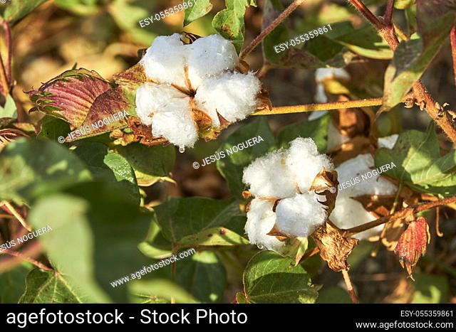 cotton plantation in Puebla de Cazalla, Seville. Andalucia, Spain