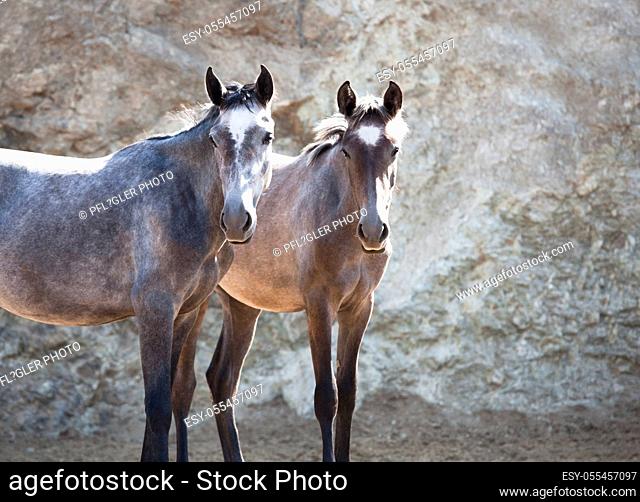 horses, andalusians