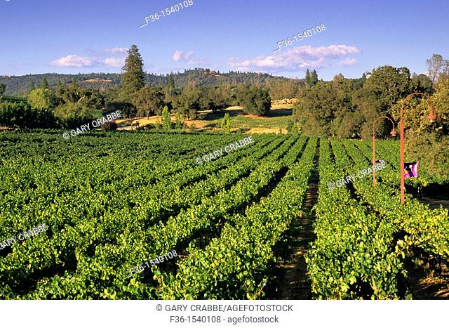 Ironstone Vineyards, near Murphys, Calaveras County, California