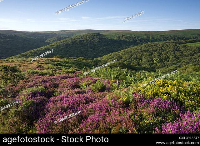 Bell heather and gorse in late summer on Longstone Hill with Black Ball Wood and Black Hill beyond in the Quantock Hills Area of Outstanding Natural Beauty
