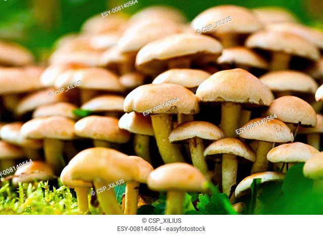Raw agaric honey edible mushrooms