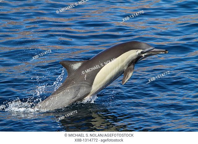 Long-beaked common dolphin pod Delphinus capensis encountered off Isla del Carmen within the Parque Nacional Bahia de Loreto Loreto Bay National Park in the...