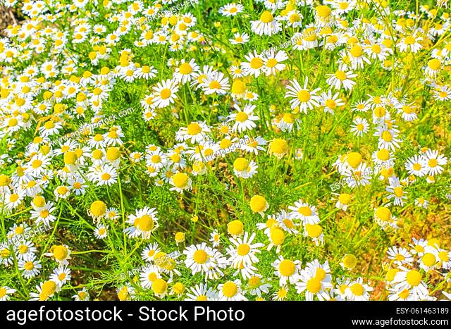 Yellow white colorful Chamomile Camomile flowers on green meadow field in Hechthausen Hemmoor Cuxhaven Lower Saxony Germany