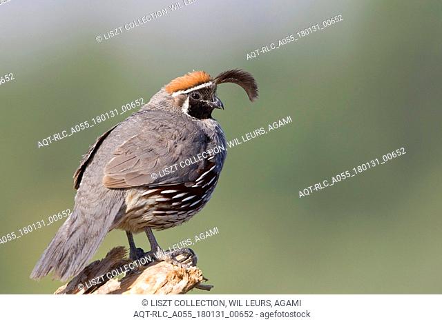 Male Gambel's Quail on the look out California USA, Gambel's Quail, Callipepla gambelii