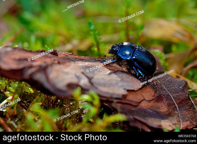 Earth-boring dung beetles in the forest. mistkaefer auf dem Waldboden